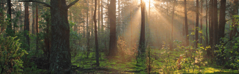 Home Banner image (1)